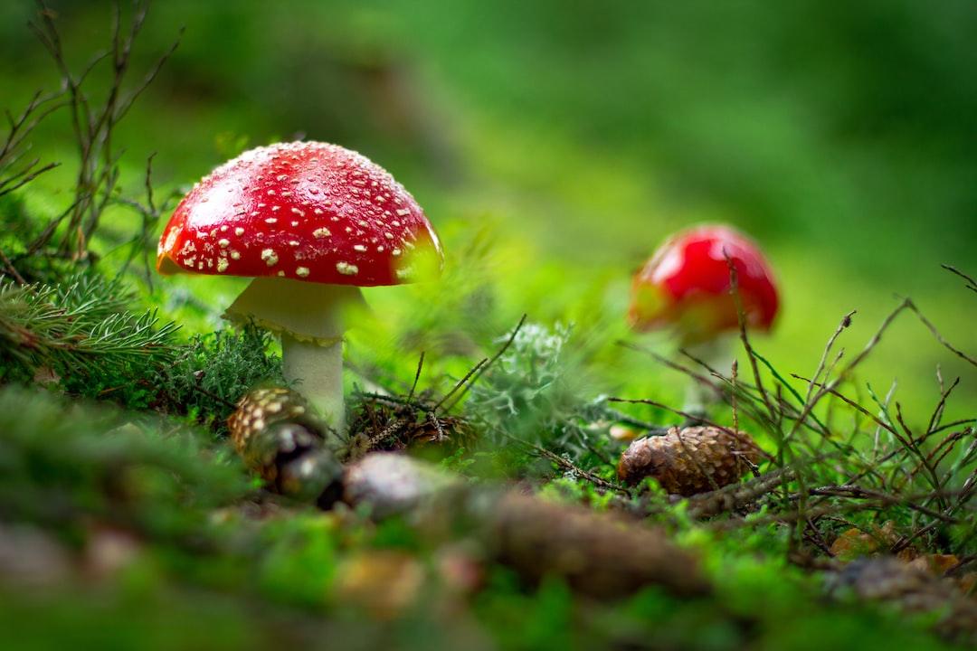  A striking red mushroom featuring white spots, showcasing its unique and colorful appearance in a forest setting.