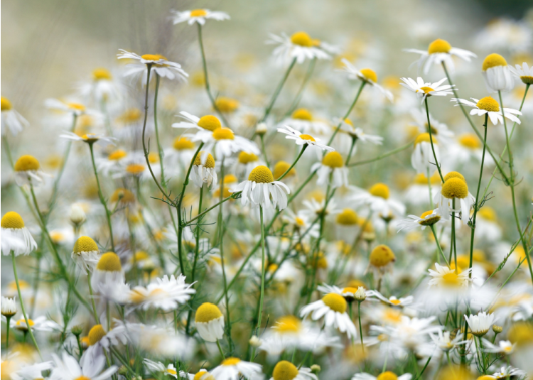 Chamomile key ingredient  