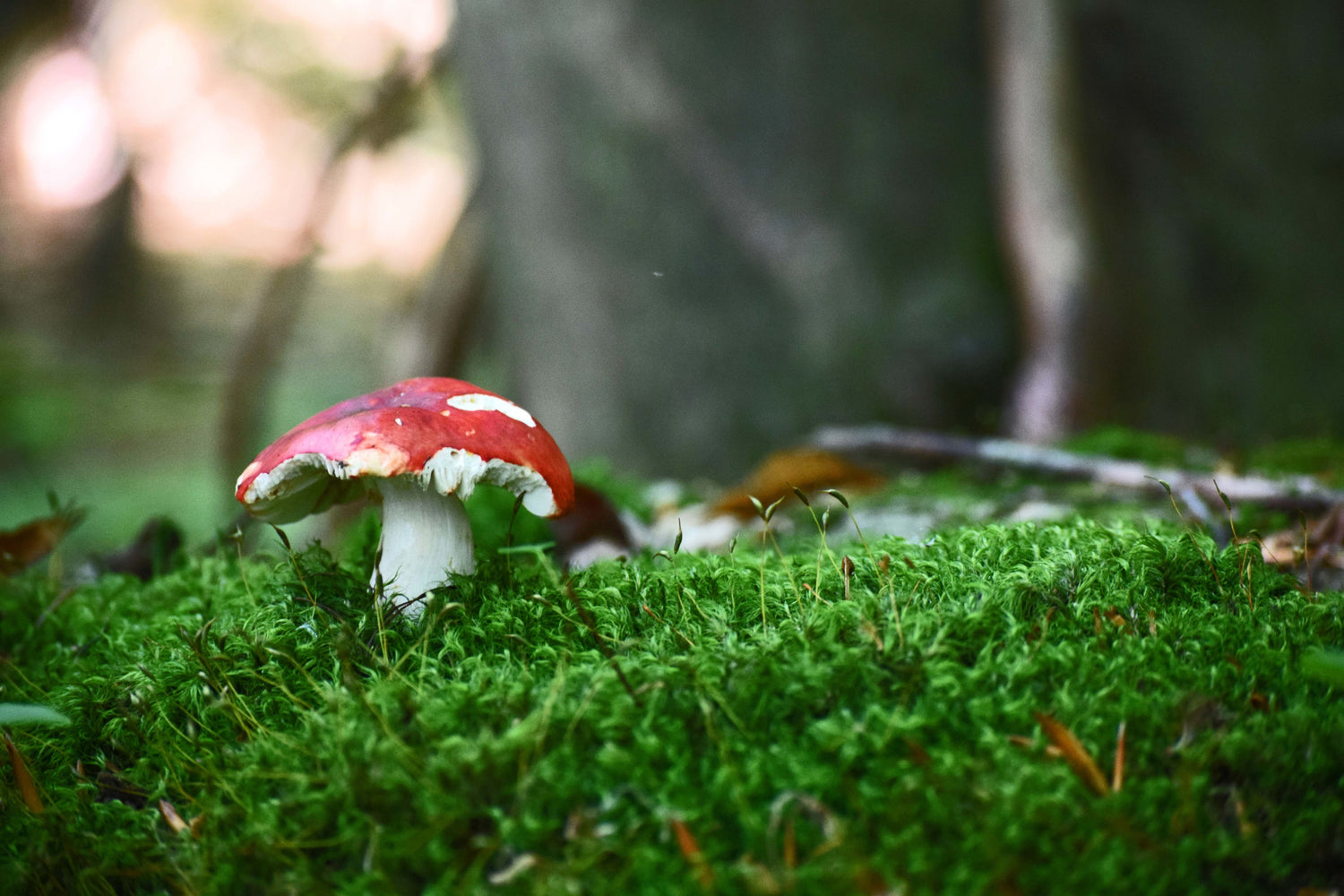 Amanita Muscaria in lush moss containing muscimol